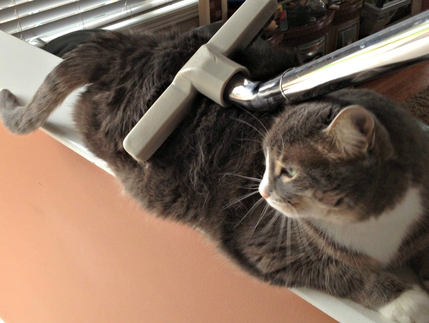 Why I Vacuum My Cat