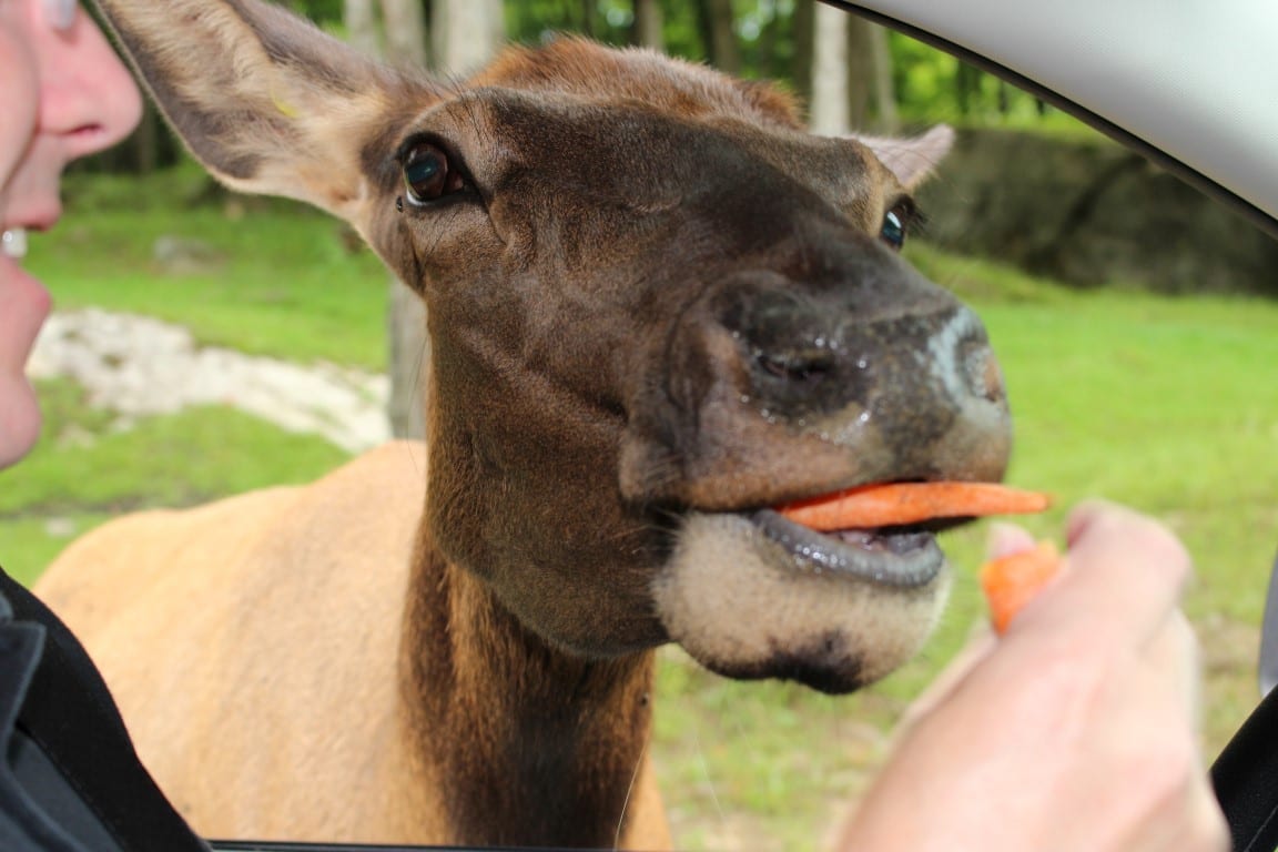 Parc Omega