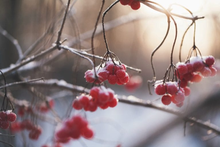 Protect Your Lawn and Garden Through the Winter