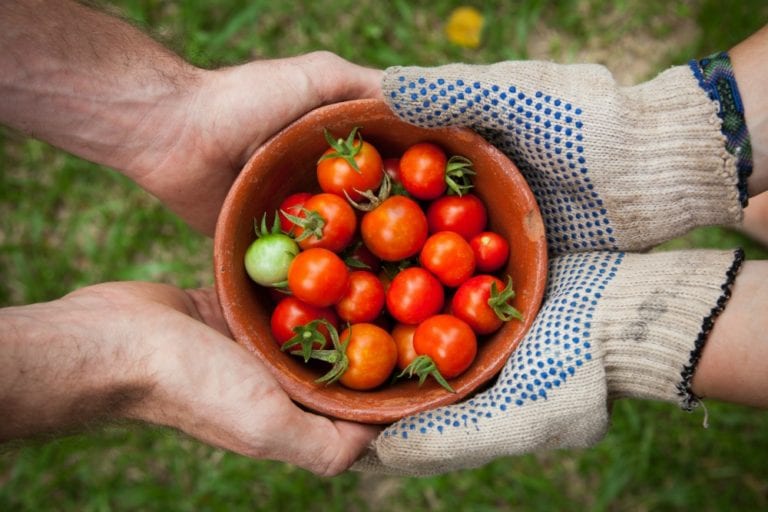 What to Plant in a Summer Vegetable Garden