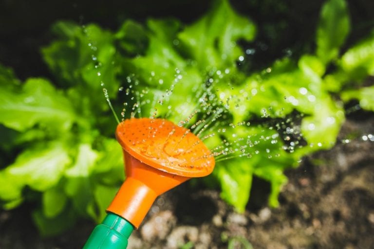 7 Summer Garden Tips