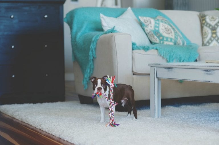 How to Keep Your Pet in Good Health
