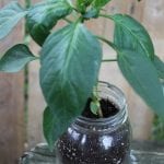 green pepper plant