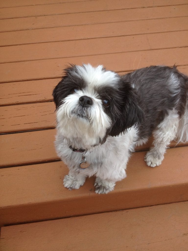 Tips to Help Your Dog Manage Seasonal Allergies