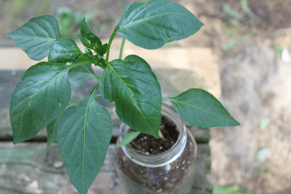 A Beginner’s Guide to Mason Jar Gardening