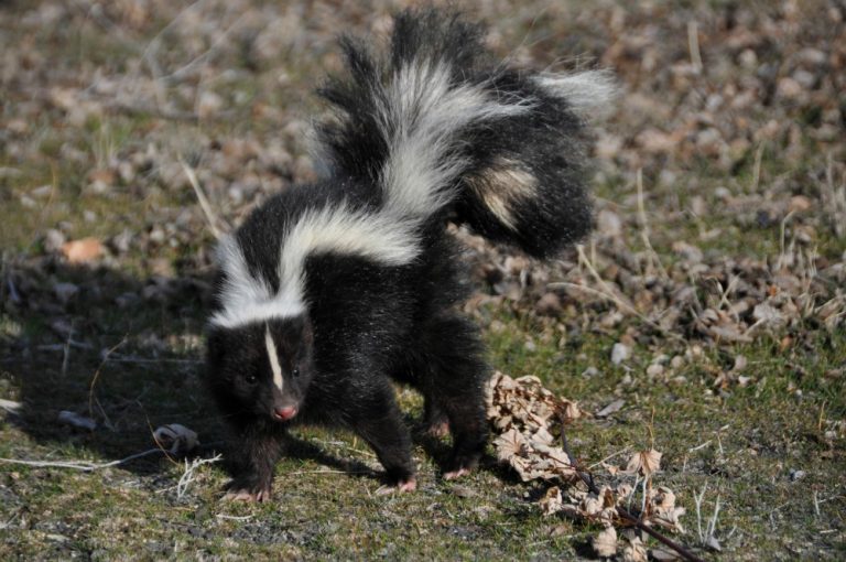 6 Ways To Keep Skunks From Stinking Up Your House