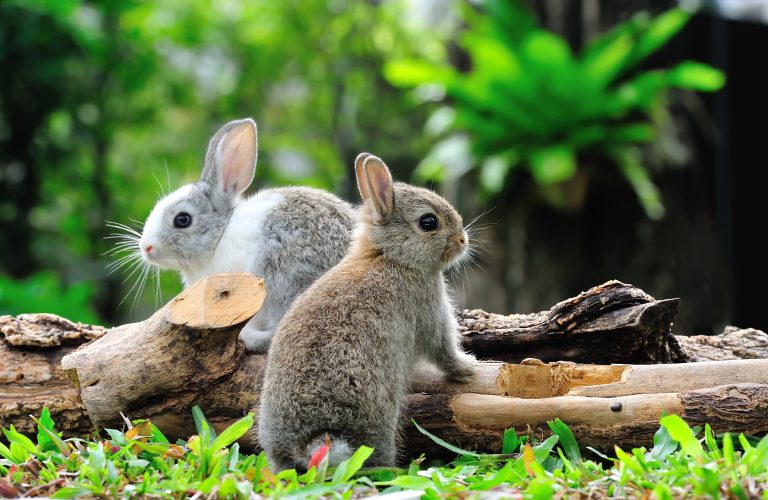 Keeping Pests Out of Your Summer Garden