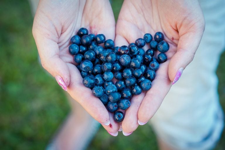 The Health Benefits Of Eating Blueberries