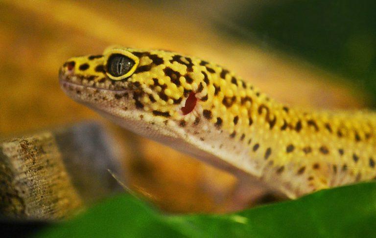 10 Hypoallergenic Pets for the Whole Family